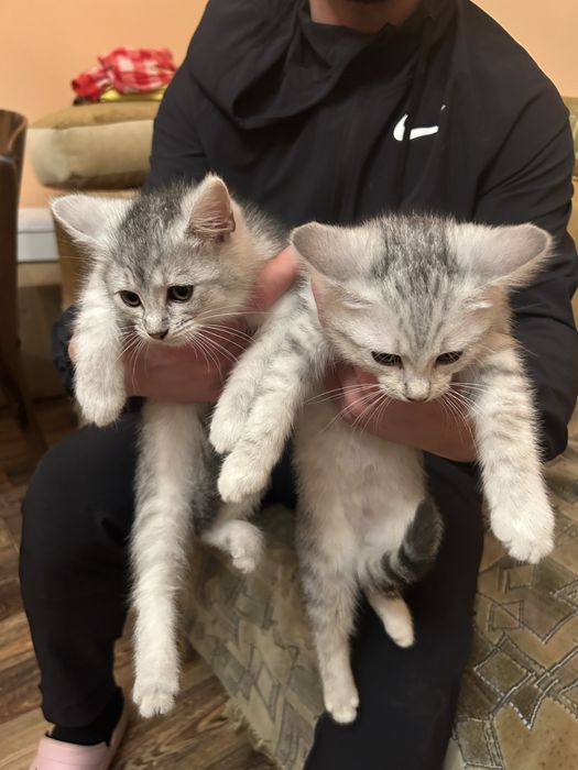 Котики кошенята котята кішка кот