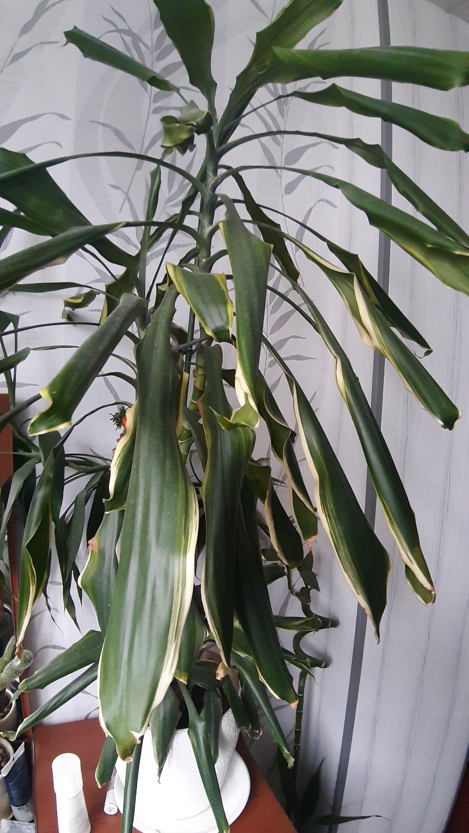Квіти вазон рослини фікус спатифіліум пальма драцена