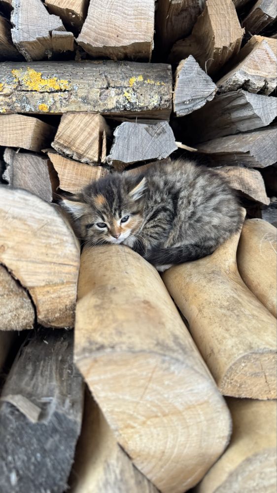 Кошенята безкоштовно