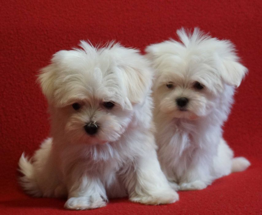 Maltańczyk szczeniak