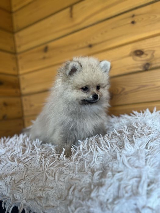 Pomeranian Szpic Miniaturowy