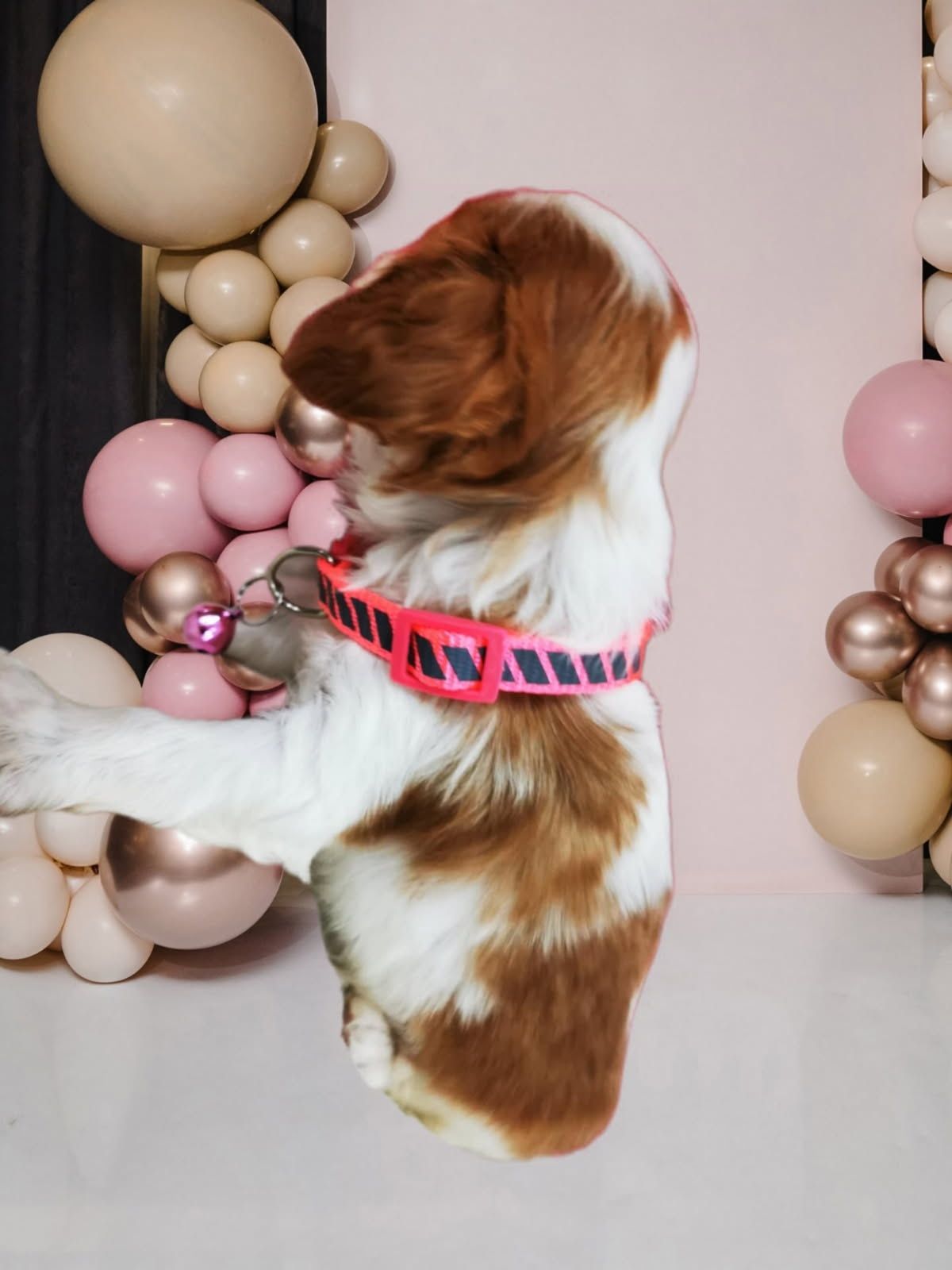 Cawalier King Charles spaniel suczka do rezerwacji badania genetyczne