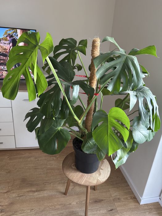 Kwiat monstera 140 cm