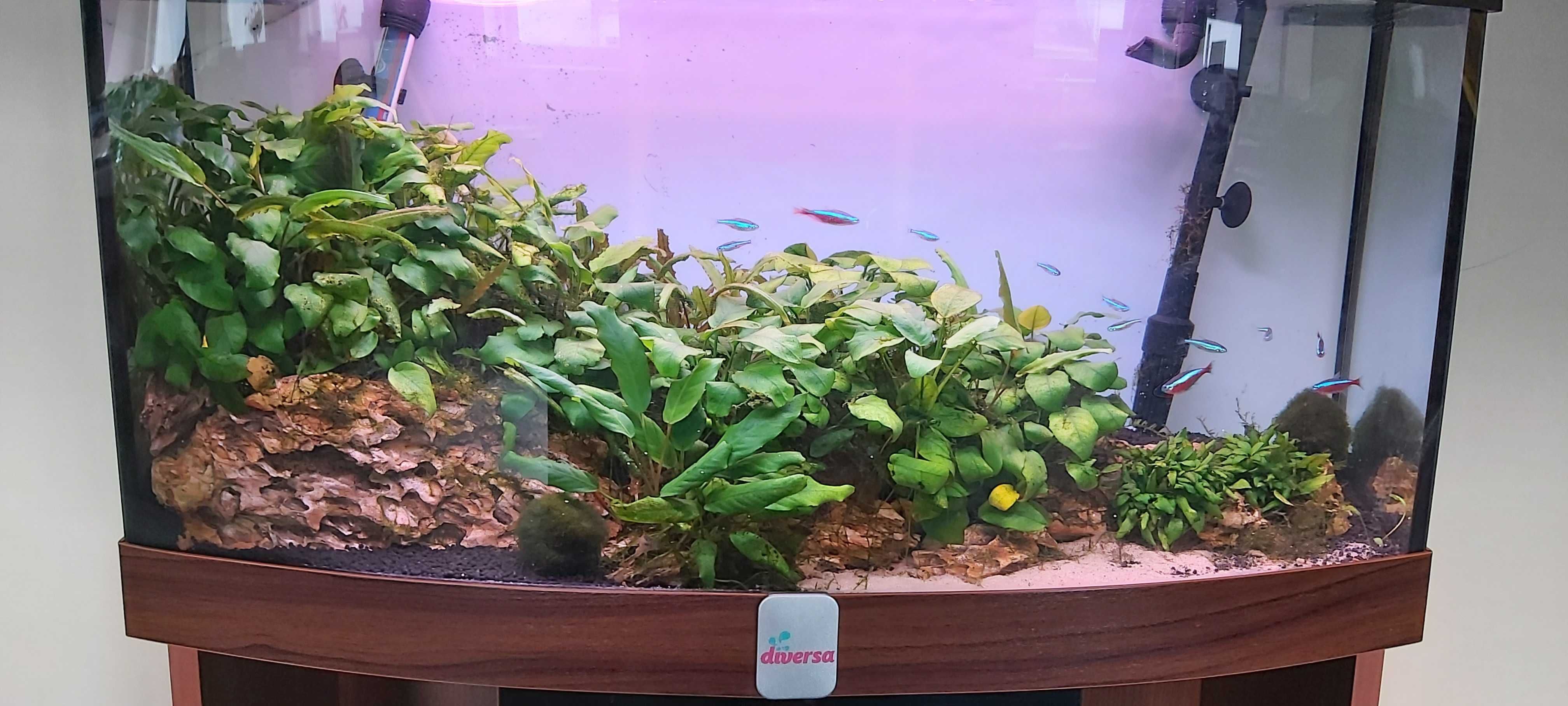 Akwarium Diversa 100L panoramiczne z pokrywą i szafką