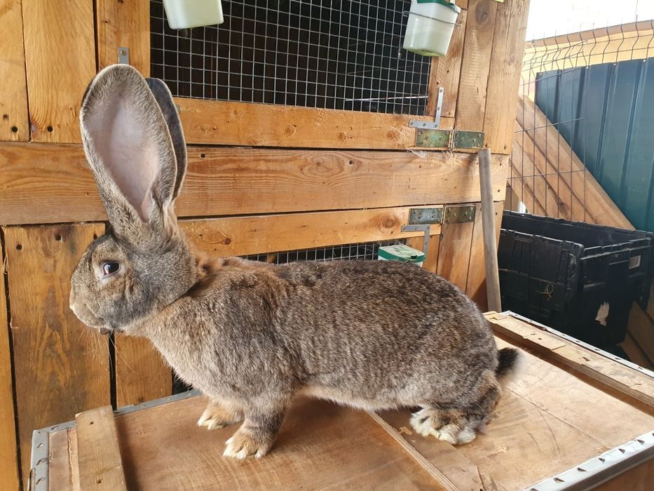 Sprzedam samiczka Olbrzyma Belgijskiego 7mcy /7,5kg po Rodowodowych