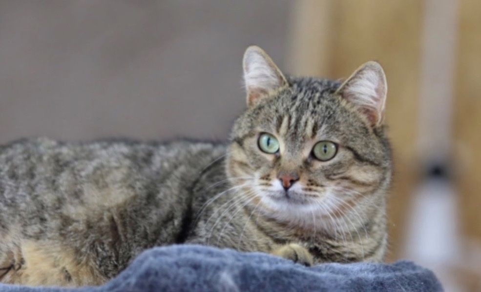 Месси 2 роки большой милый котик, котик, гарненький кіт