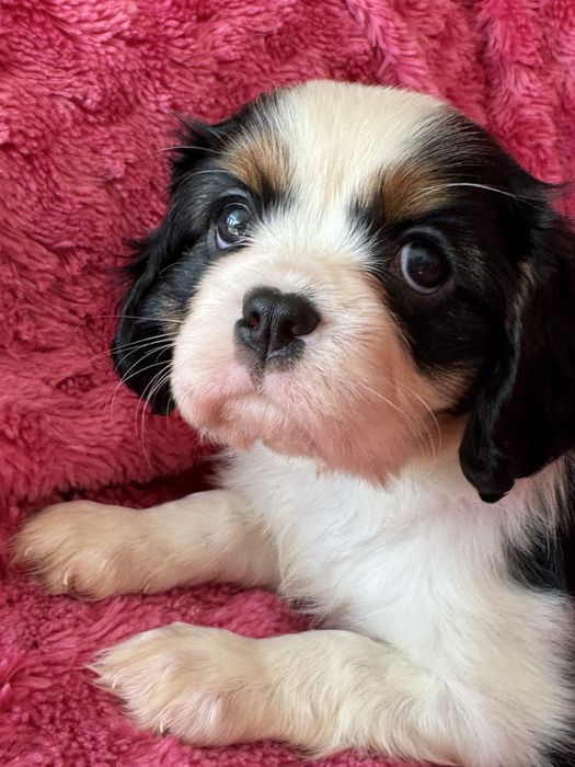 Sunia tricolor - Cavalier King Charles Spaniel