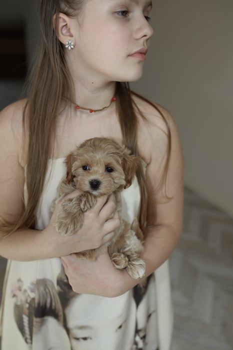 Міні мальтіпу дівчинка ф1, мальтипу девочка мини, mini maltipoo f1