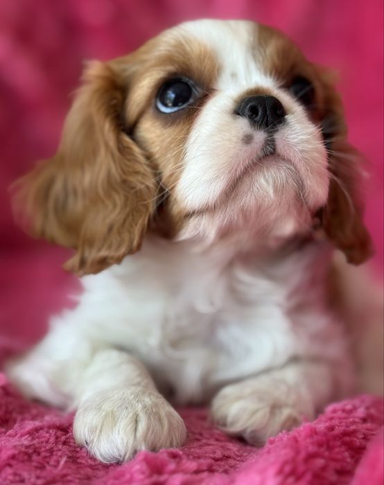 Sunia - Cavalier  King Charles Spaniel