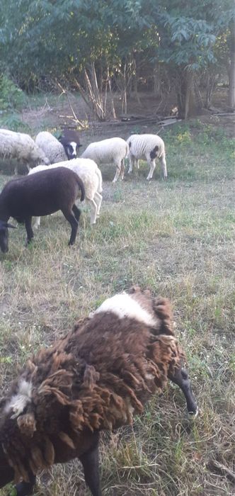 Продам баранів ціна договорна