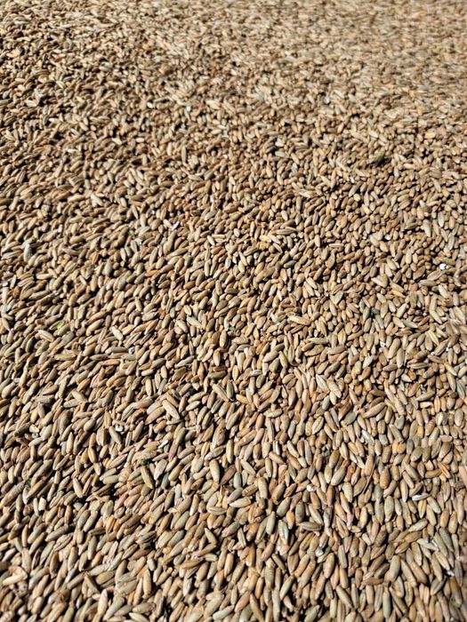 Sprzedam żyto i pszenżyto ozime