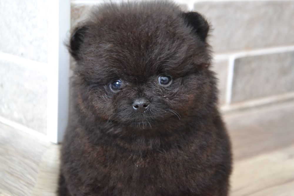 Pomeranian  FCI UKU. Delivery