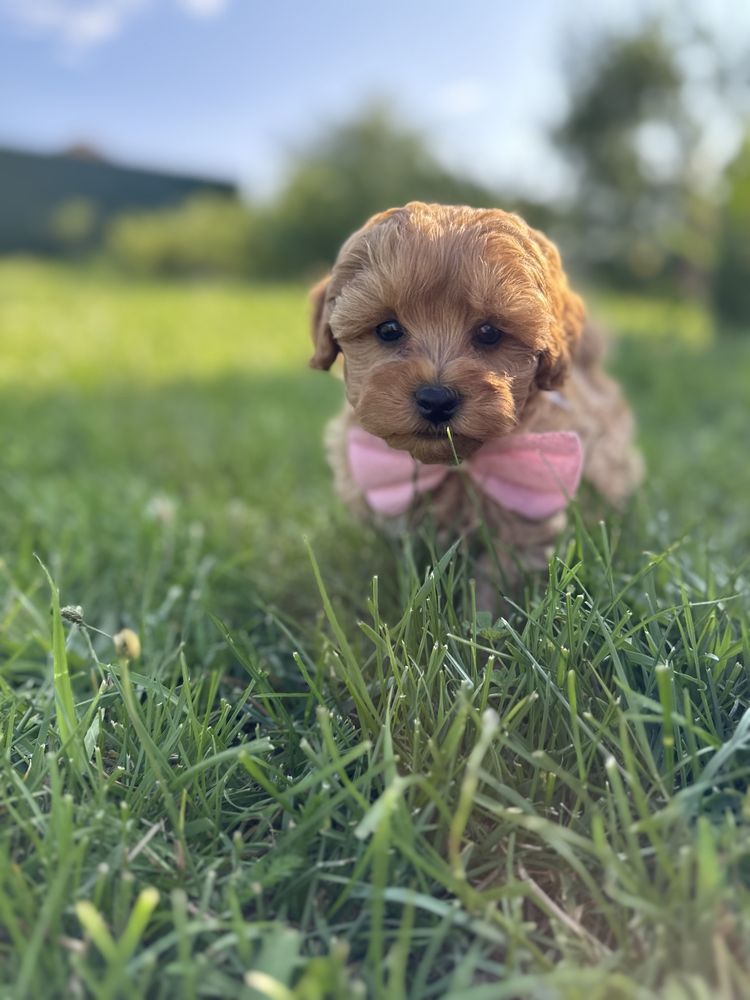 GOTOWY DO ODBIORU Piesek Maltipoo F1b Badania gentetycze Wyprawka