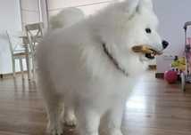Reproduktor samoyed