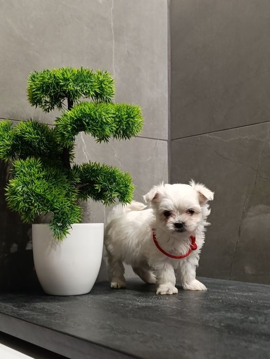 Śliczne szczeniaczki maltańczyki