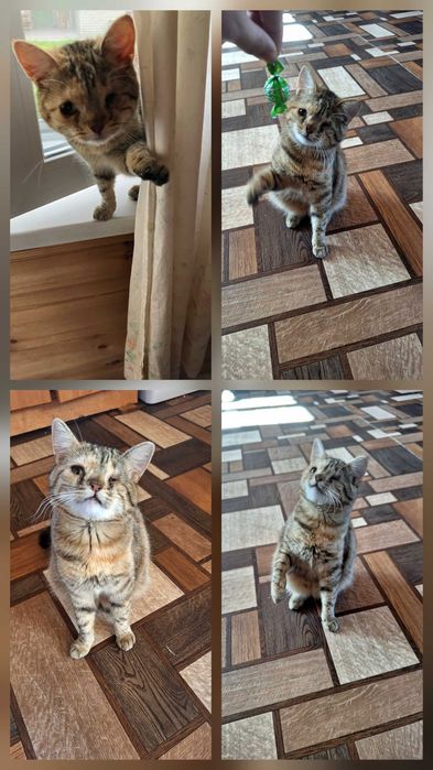 Віддам кішечку в добрі руки