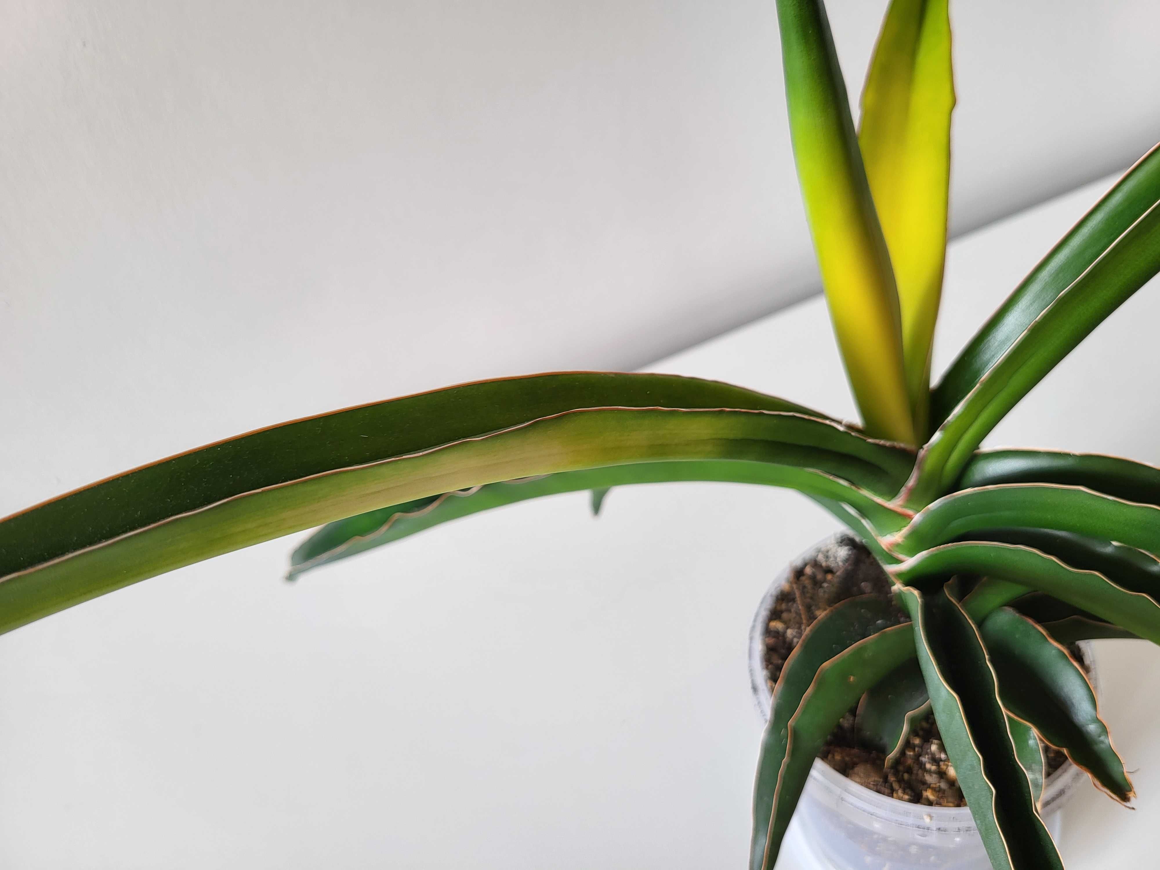 Sansevieria ‘Star Canary” sansewieria - duża roślina