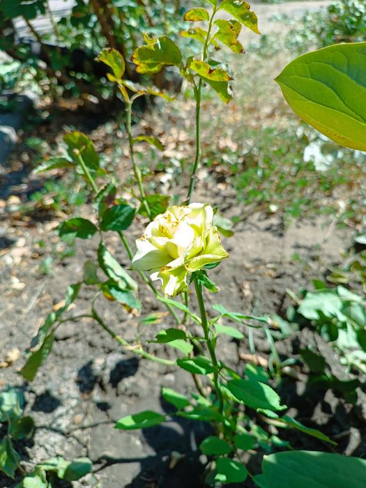 Молодые саженцы роз