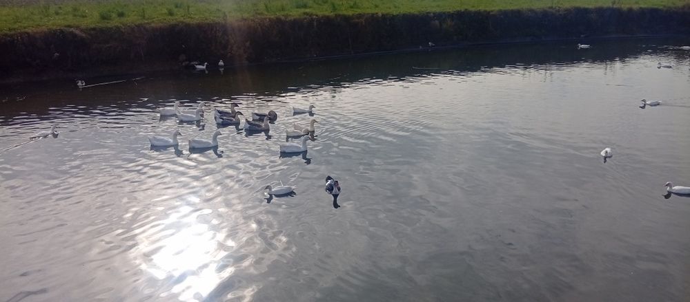 Kaczki francuskie i Gęsi