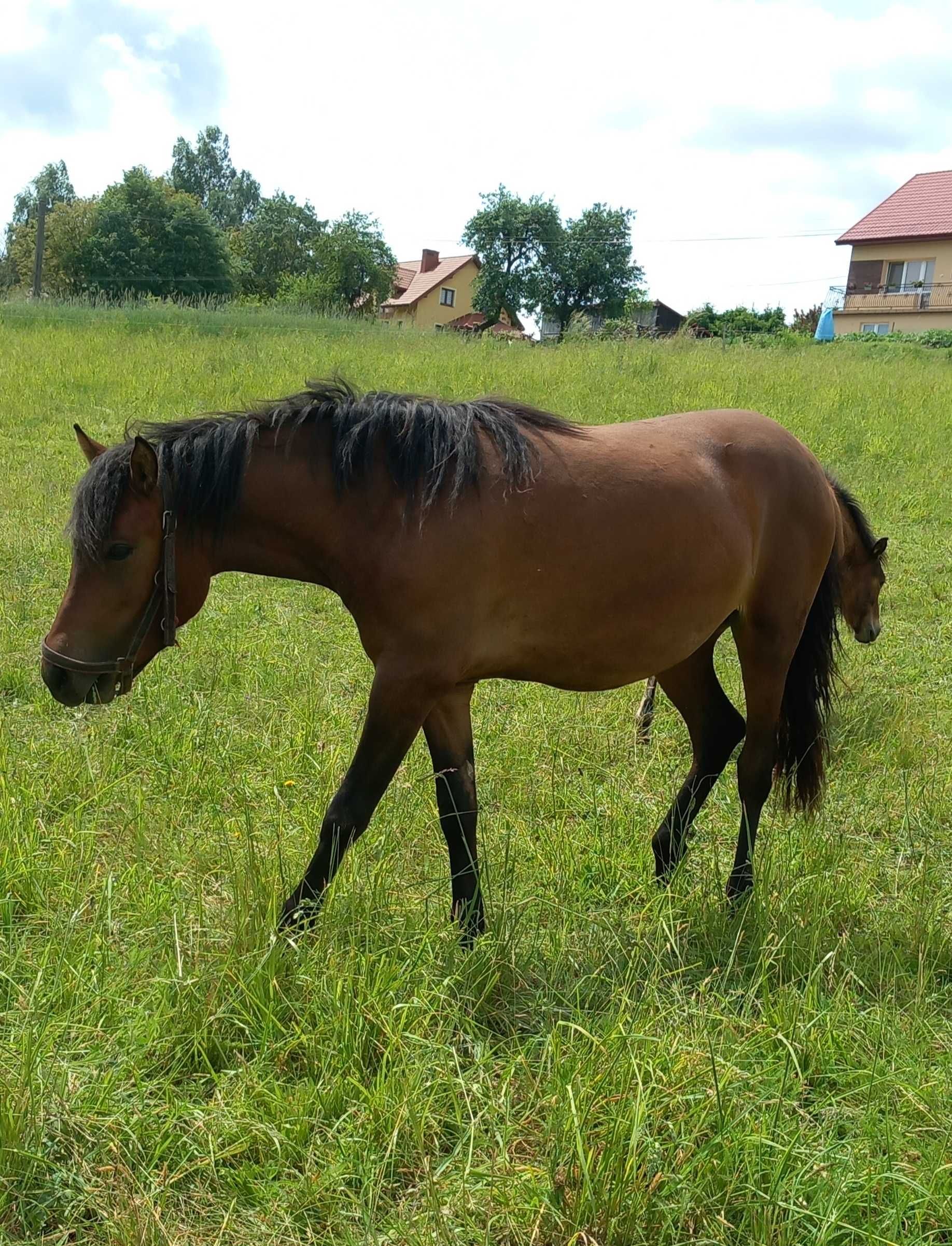 Źrebica huculska klacz hucuł hucuły