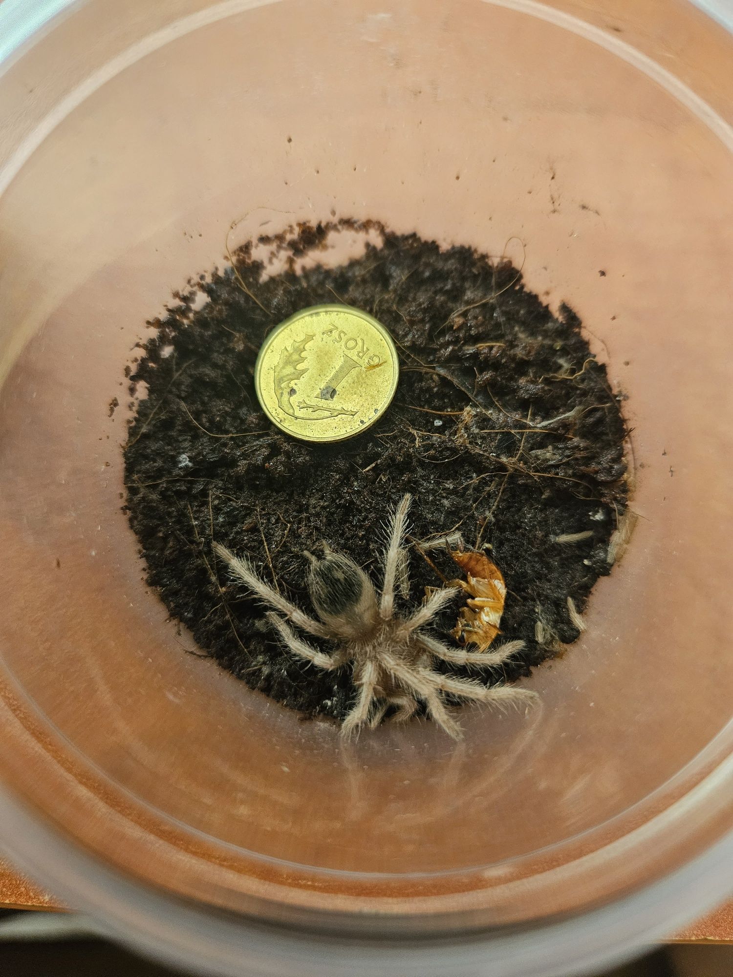 Lasiodora parahybana