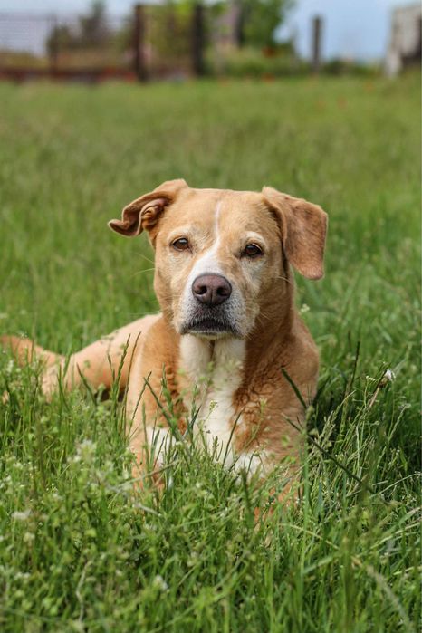 Urocza Suczka Lalka do pilnej adopcji