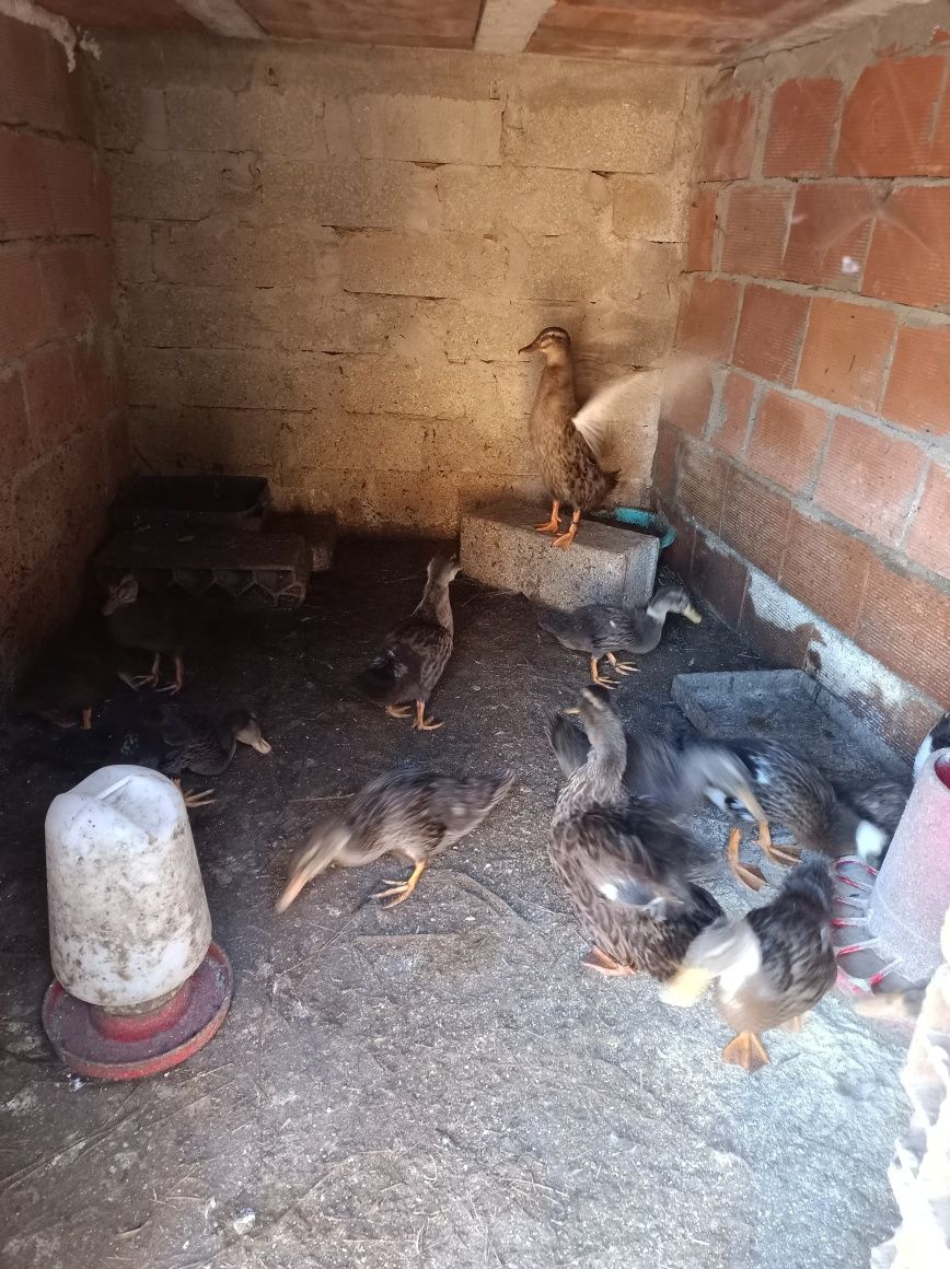 Pato Rouen puros