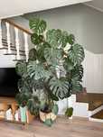 Monstera sporych rozmiarów.