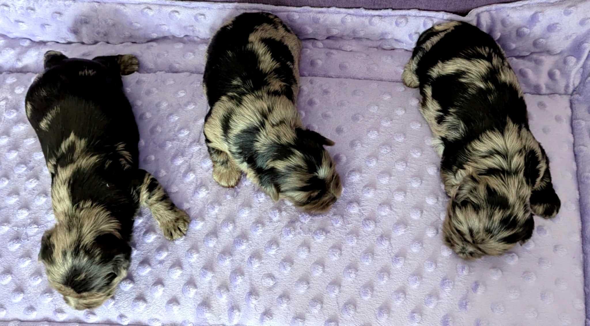 Yorkshire Terrier Merle Piesek York