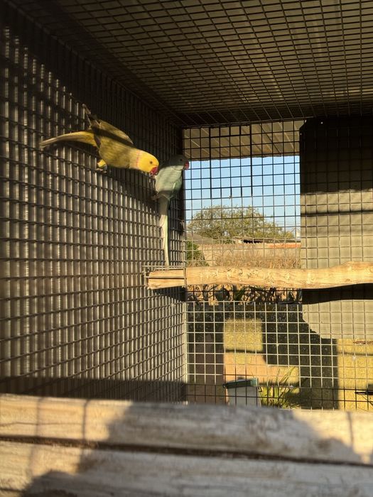 Varias aves cadais reprodutores e deste ano