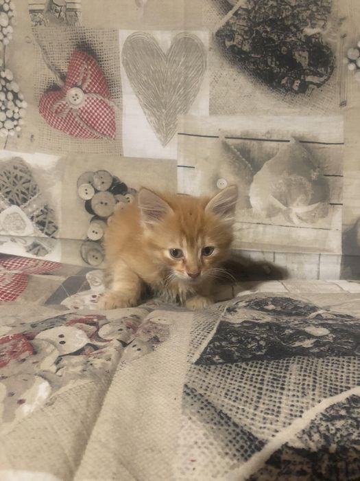 Віддам кошенят безкоштовно