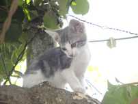 Dou gatinhos - Ofereço 2 latas de comida na adoçao de cada gatinho