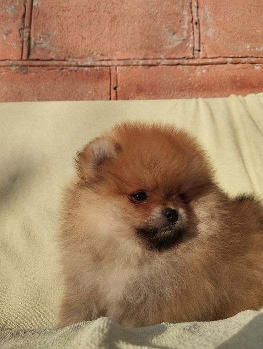 Цуценята померанський шпіц