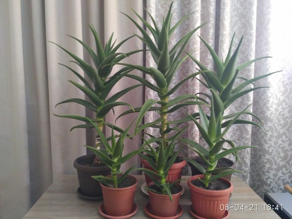 алоэ (столетник)