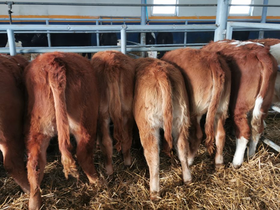 Odsadki mięsne limuse