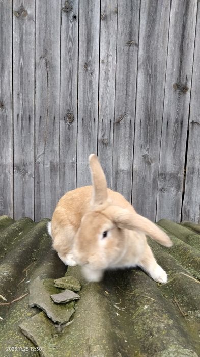 Кролики Самці Ексклюзивні