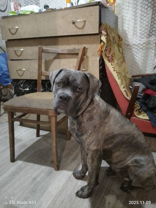 Отдам в добрые руки