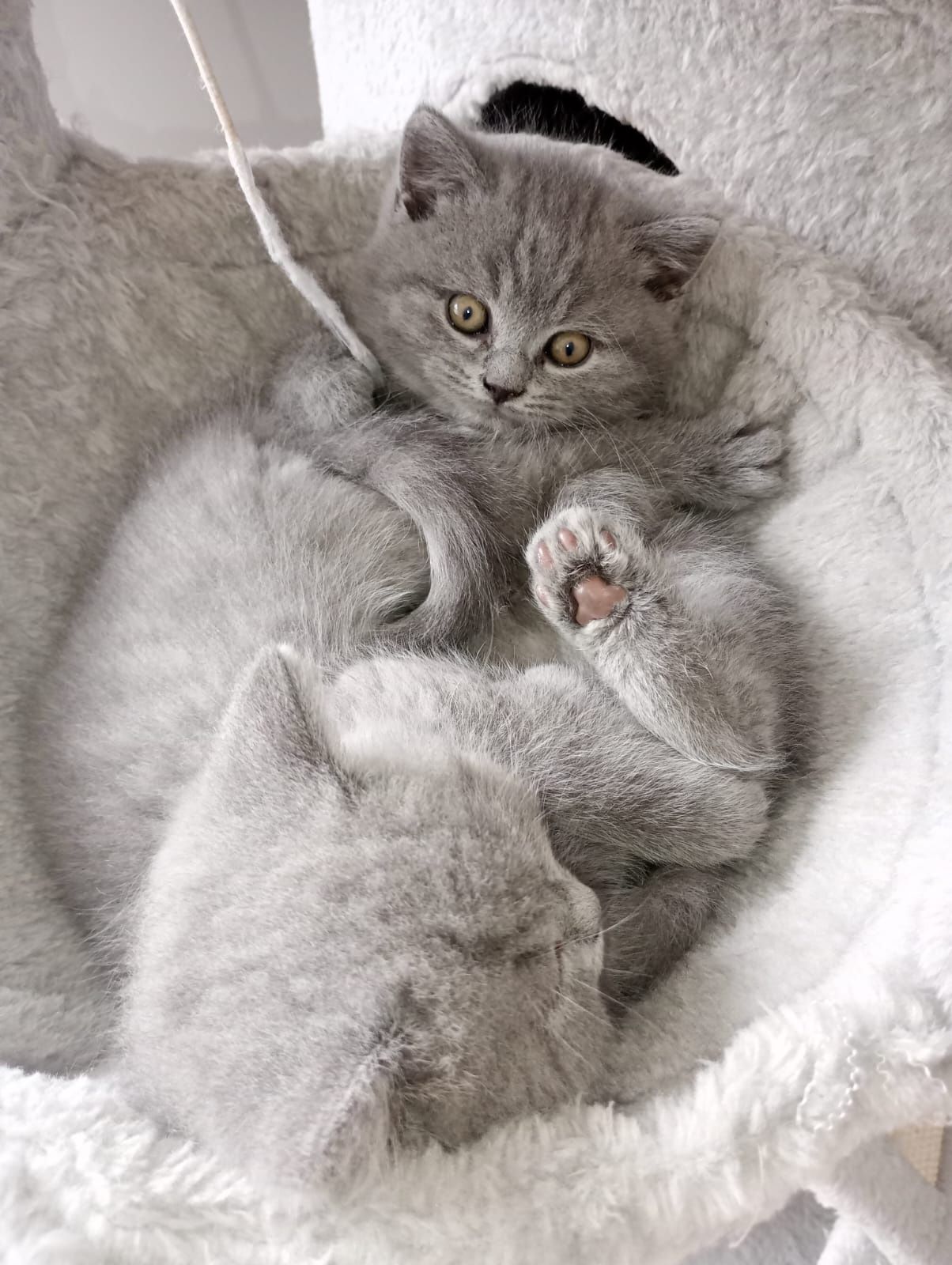 Kot brytyjski niebieski krótkowłosy długowłosy Whiskas