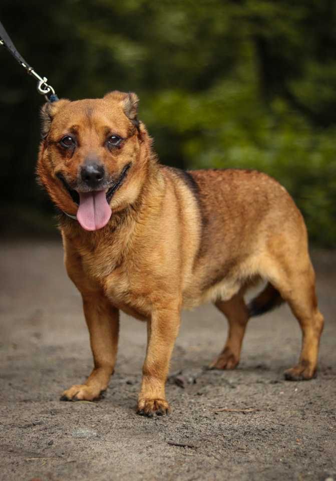 Do adopcji  GITEZ -  Uwielbia zabawy ! ur.ok 2019 roku
