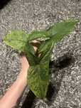 Syngonium mojito matecznik