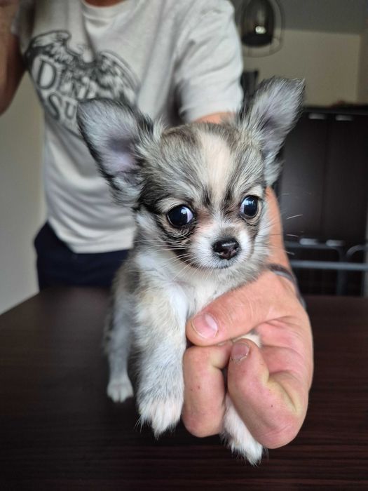 chihuahua długowłosa-piesek