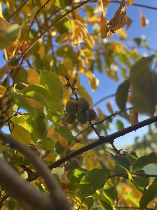 Актинідія в горщику