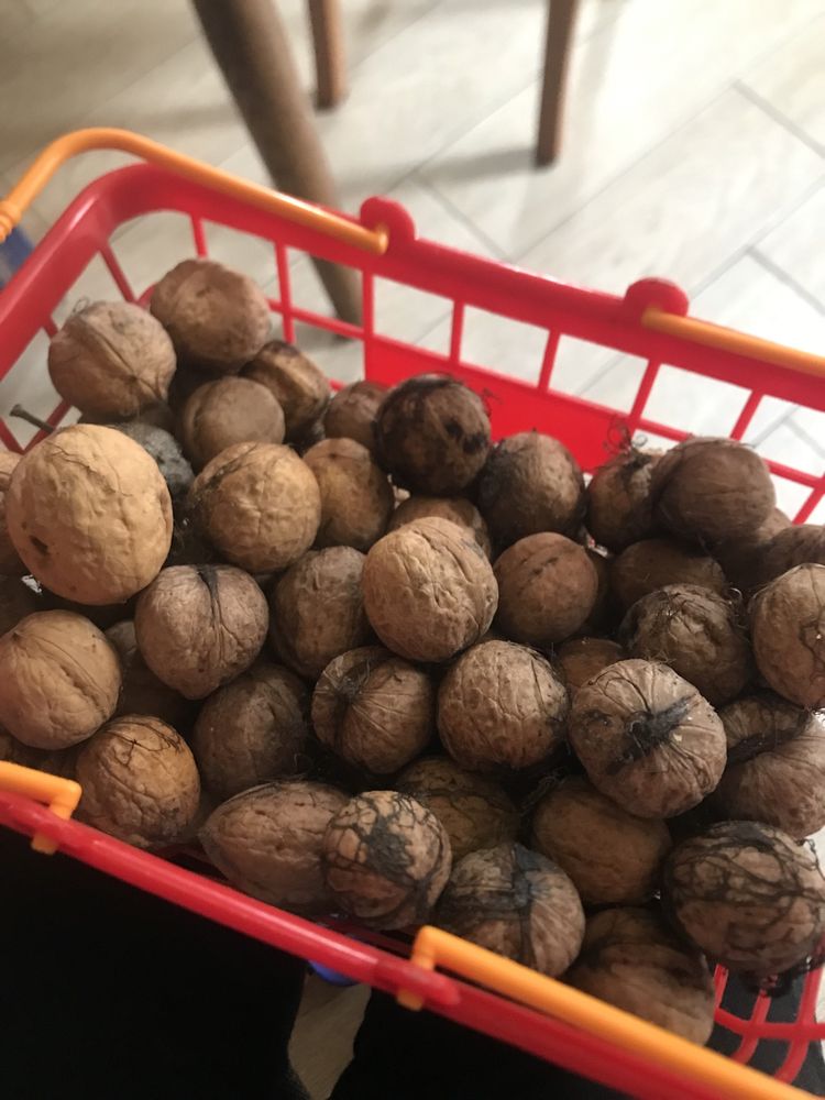 Горішки цього року