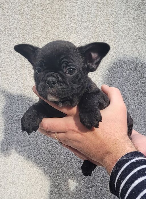 Bulldog francês macho