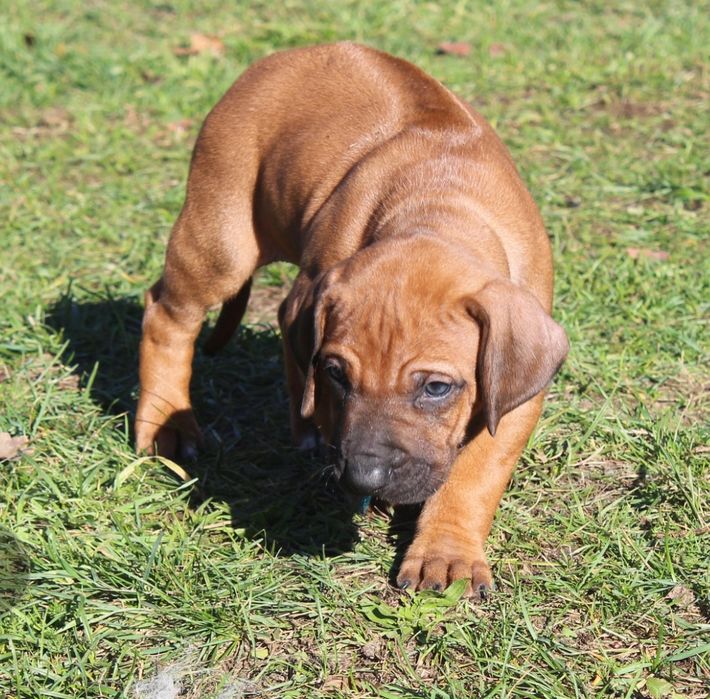 Rhodesian Ridgeback-piesek