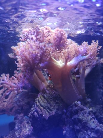Capnella koralowiec duży + ślimak