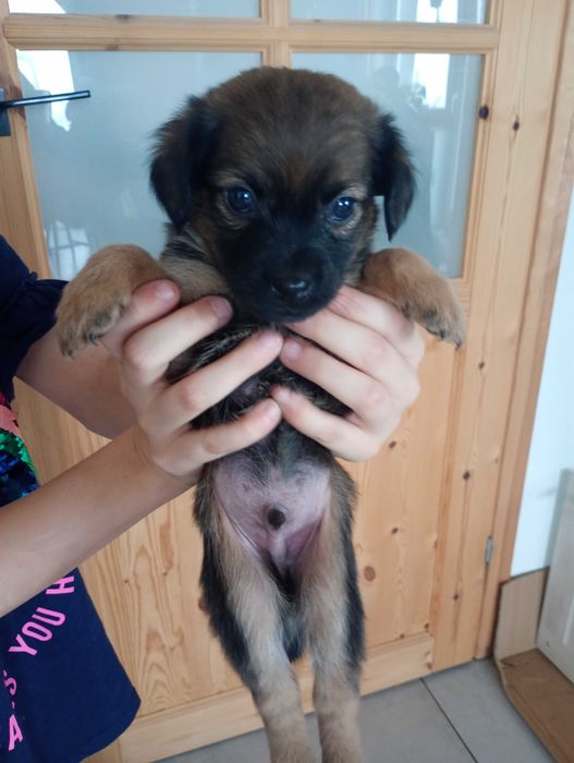 Oddam szczeniaka za darmo