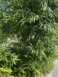 Продам бамбук вічнозелений