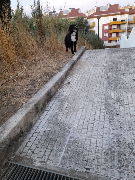 Border Collie, quase 2 anos