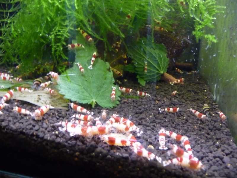 Cardina Red Crystal - PRL 5 szt. dorosłych 2 szt młode